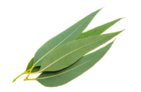 Eucalyptus